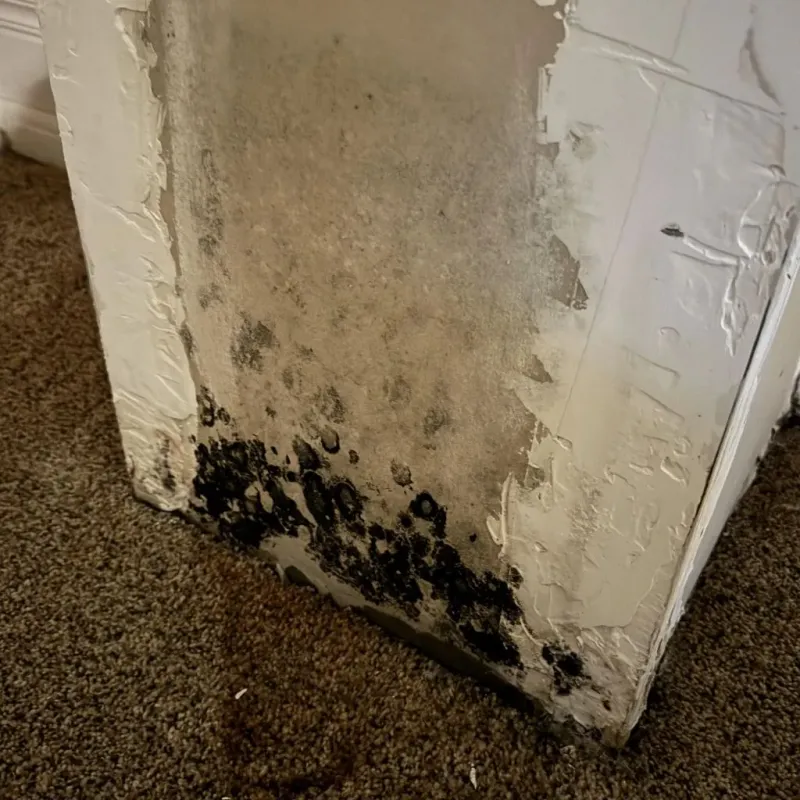 Professional Mold Removal in Pontotoc, MS